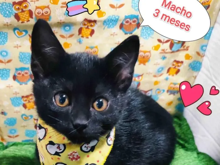 Gato raça SRD-ViraLata idade 2 a 6 meses nome Yuri