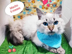 Gato raça SRD-ViraLata idade 2 a 6 meses nome Félix 