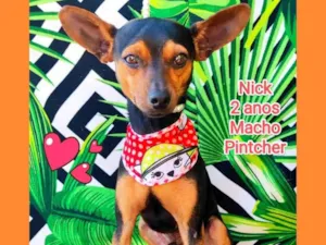 Cachorro raça Pinscher idade 2 anos nome Nick 