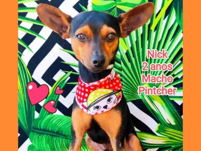 Cachorro ra a Pinscher idade 2 anos nome Nick 