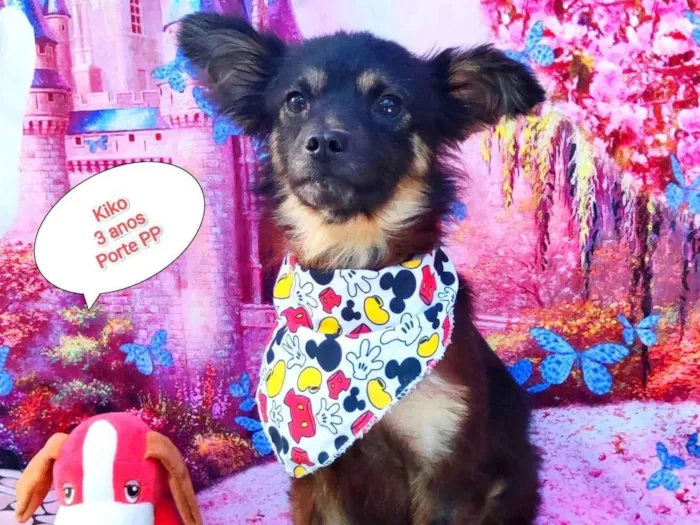 Cachorro raça SRD-ViraLata idade 3 anos nome Kiko