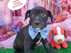Cachorro raça SRD-ViraLata idade 2 a 6 meses nome Igor 