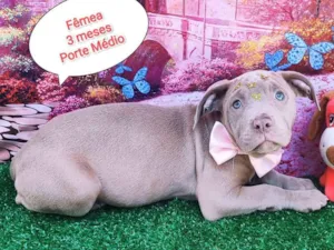 Cachorro raça SRD-ViraLata idade 2 a 6 meses nome Princess