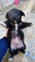 Cachorro raça SRD-ViraLata idade 2 a 6 meses nome BART