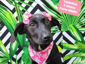 Cachorro raça SRD-ViraLata idade 2 a 6 meses nome Valentina