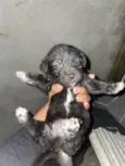 Cachorro raça SRD-ViraLata idade 2 a 6 meses nome BART