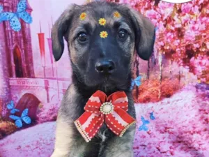 Cachorro raça SRD-ViraLata idade 2 a 6 meses nome Athena