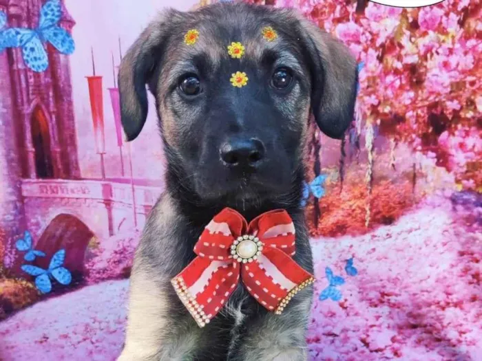 Cachorro raça SRD-ViraLata idade 2 a 6 meses nome Athena