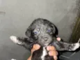 Cachorro raça SRD-ViraLata idade 2 a 6 meses nome BART