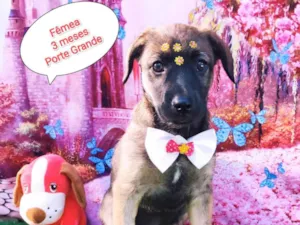 Cachorro raça SRD-ViraLata idade 2 a 6 meses nome Akira