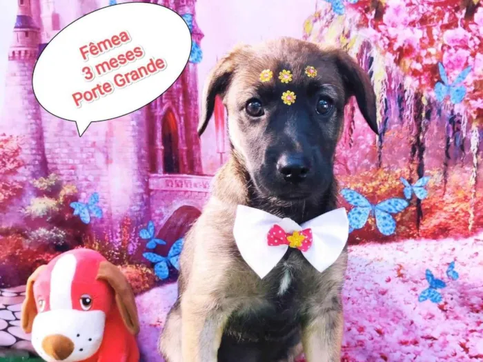 Cachorro raça SRD-ViraLata idade 2 a 6 meses nome Akira