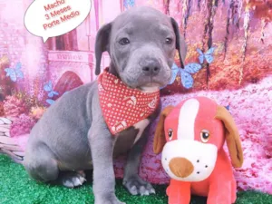 Cachorro raça SRD-ViraLata idade 2 a 6 meses nome Leon 