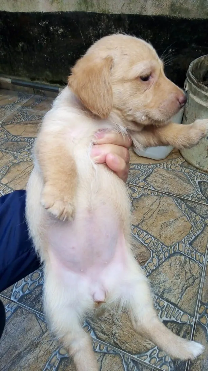 Cachorro raça SRD-ViraLata idade 2 a 6 meses nome BECA
