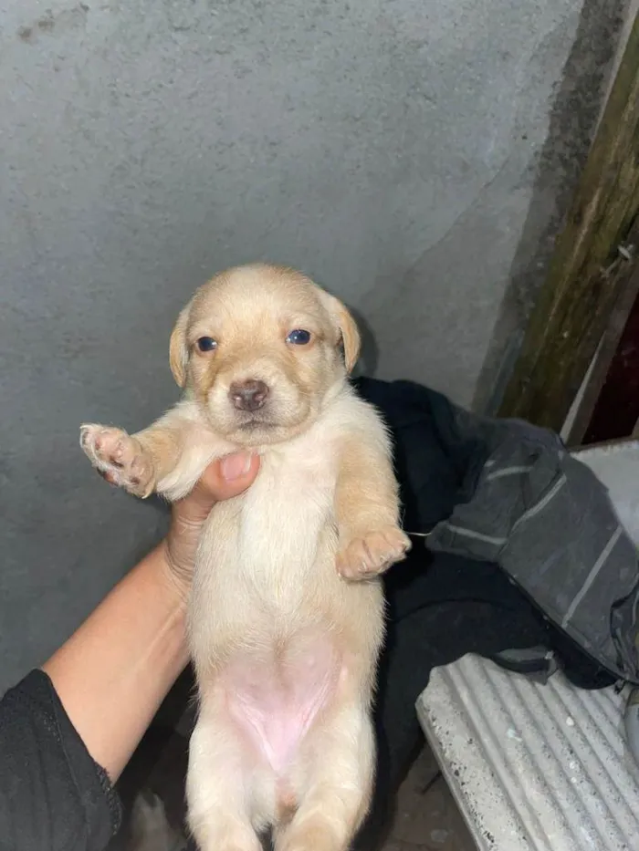 Cachorro raça SRD-ViraLata idade 2 a 6 meses nome BECA