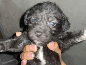 Cachorro raça SRD-ViraLata idade 2 a 6 meses nome BART