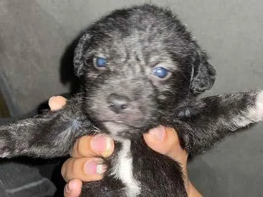 Cachorro raça SRD-ViraLata idade 2 a 6 meses nome BART