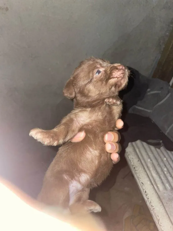 Cachorro raça SRD-ViraLata idade 2 a 6 meses nome BIA