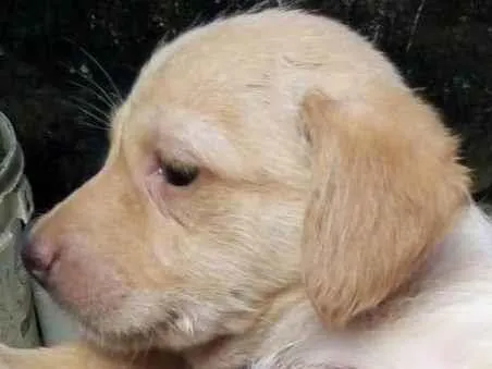 Cachorro raça SRD-ViraLata idade 2 a 6 meses nome BECA
