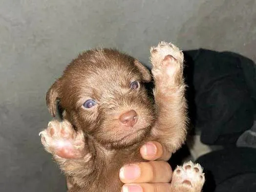 Cachorro raça SRD-ViraLata idade 2 a 6 meses nome BIA