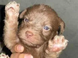 Cachorro raça SRD-ViraLata idade 2 a 6 meses nome BIA