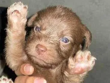 Cachorro raça SRD-ViraLata idade 2 a 6 meses nome BIA