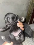 Cachorro raça SRD-ViraLata idade 2 a 6 meses nome BUBA