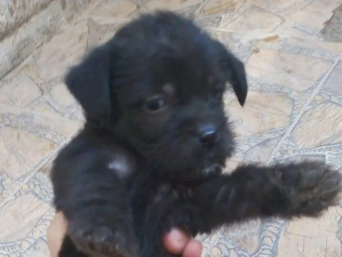 Cachorro raça SRD-ViraLata idade 2 a 6 meses nome BUBA