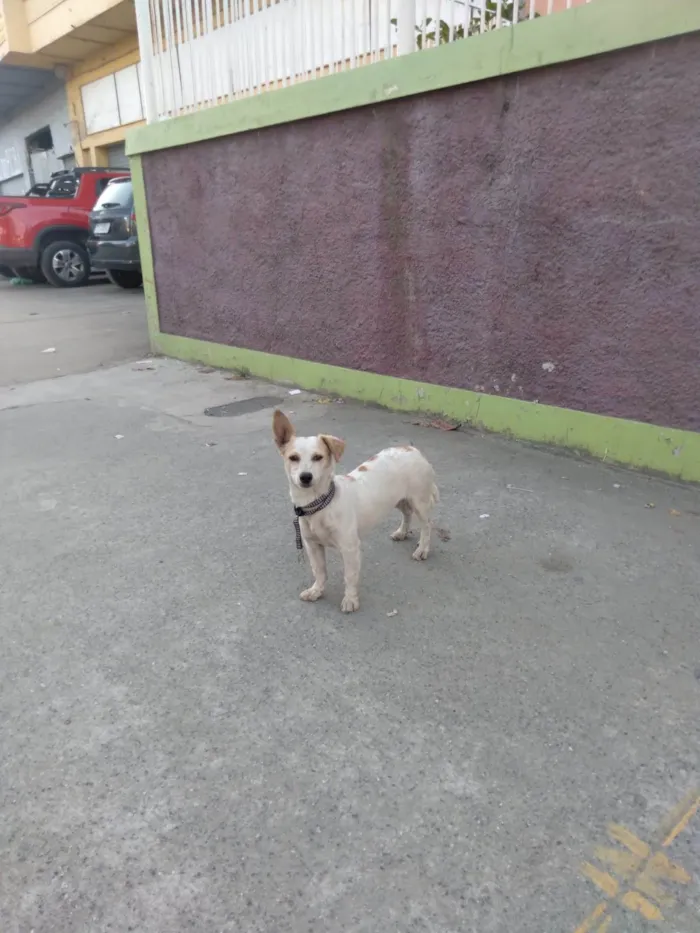 Cachorro ra a SRD-ViraLata idade 7 a 11 meses nome Ceci