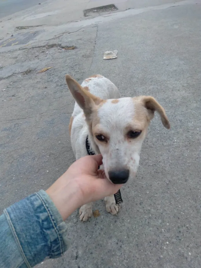 Cachorro ra a SRD-ViraLata idade 7 a 11 meses nome Ceci