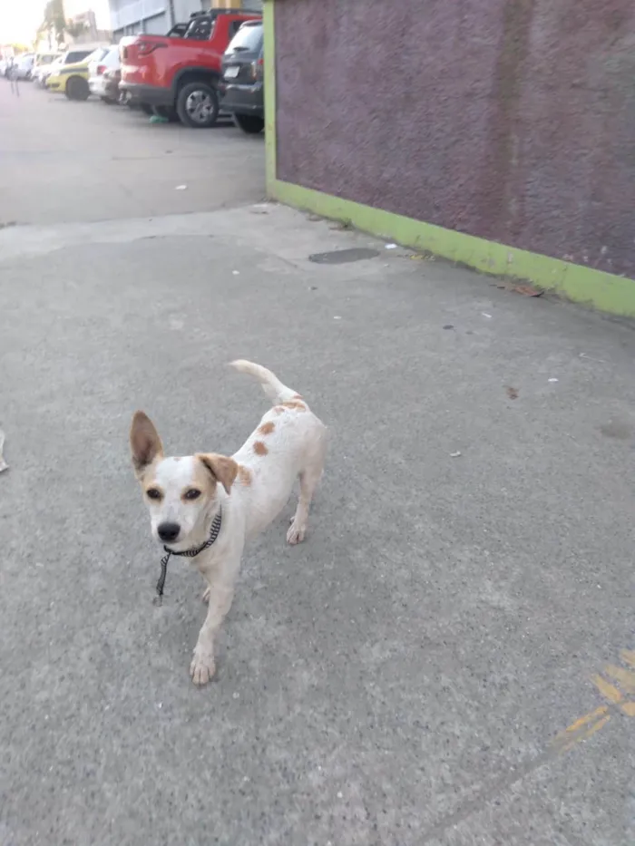 Cachorro ra a SRD-ViraLata idade 7 a 11 meses nome Ceci