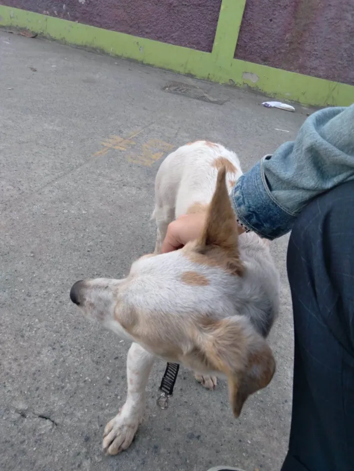 Cachorro ra a SRD-ViraLata idade 7 a 11 meses nome Ceci
