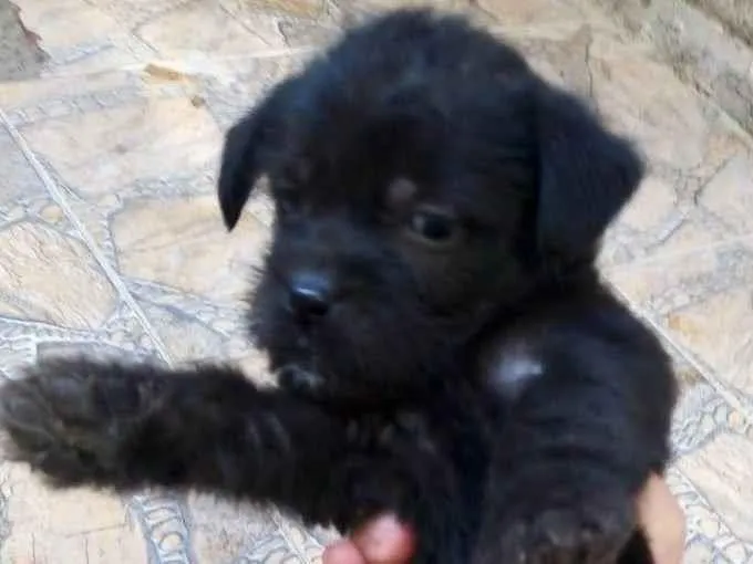 Cachorro raça SRD-ViraLata idade 2 a 6 meses nome BUBA