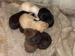 Cachorro raça SRD-ViraLata idade 2 a 6 meses nome BEN