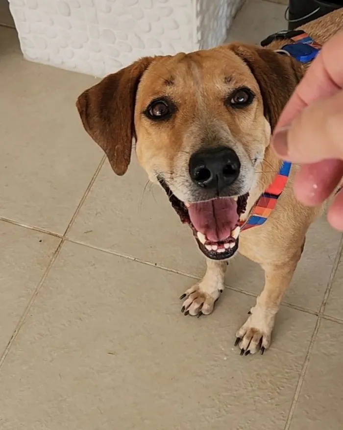 Cachorro ra a SRD-ViraLata idade 5 anos nome Toy