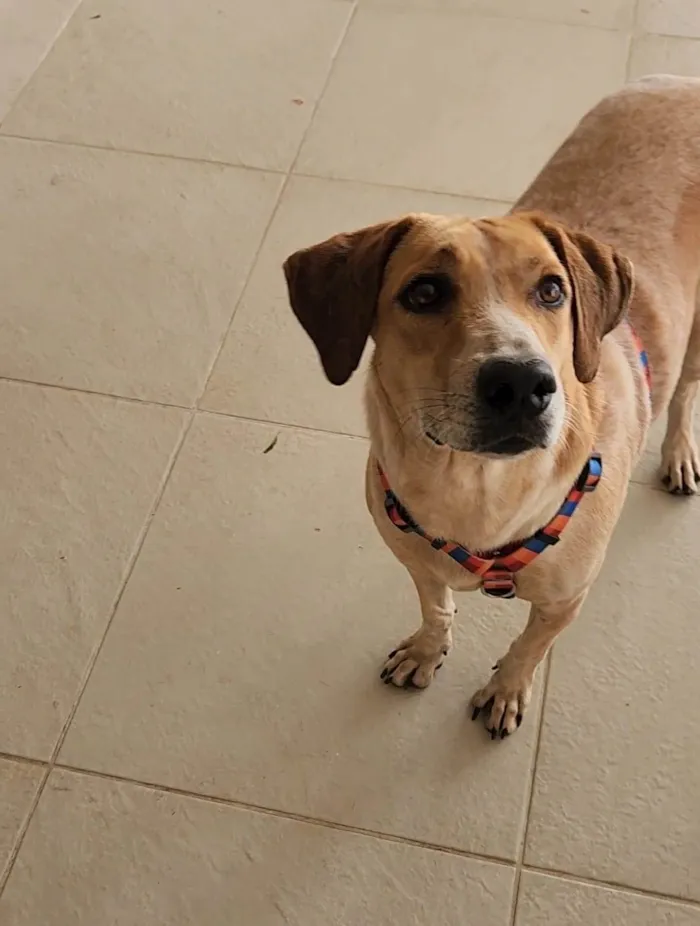 Cachorro ra a SRD-ViraLata idade 5 anos nome Toy