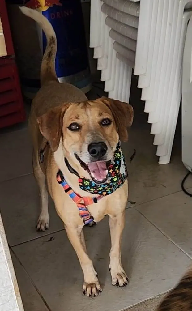 Cachorro ra a SRD-ViraLata idade 5 anos nome Toy