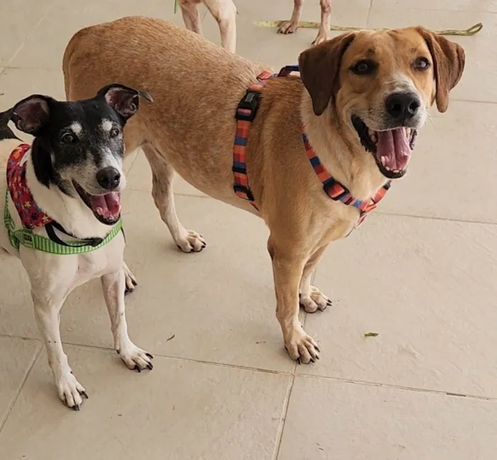 Cachorro ra a SRD-ViraLata idade 5 anos nome Toy