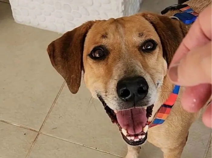 Cachorro ra a SRD-ViraLata idade 5 anos nome Toy