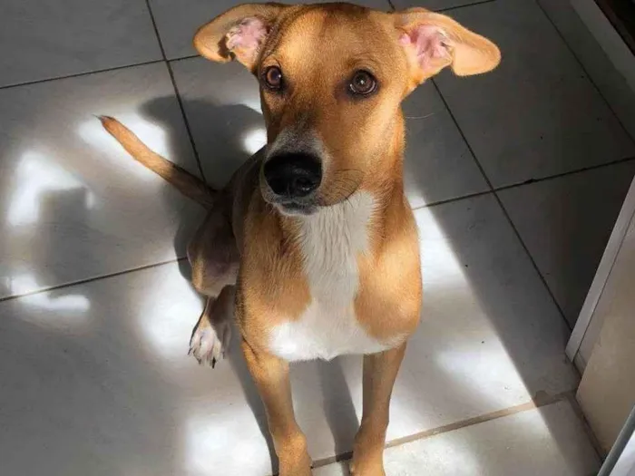 Cachorro ra a SRD-ViraLata idade 7 a 11 meses nome Spike Lee