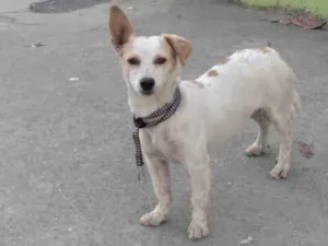 Cachorro raça SRD-ViraLata idade 7 a 11 meses nome Ceci
