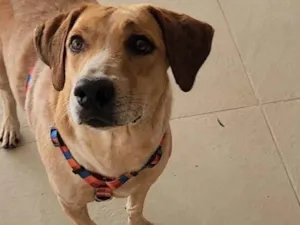 Cachorro raça SRD-ViraLata idade 5 anos nome Toy