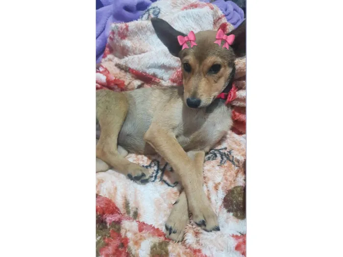 Cachorro ra a SRD-ViraLata idade 2 a 6 meses nome Mel