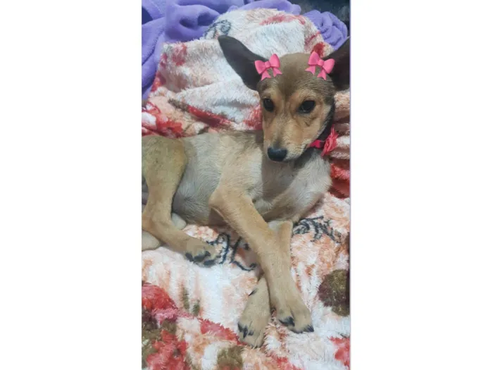 Cachorro ra a SRD-ViraLata idade 2 a 6 meses nome Mel