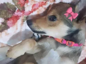 Cachorro raça SRD-ViraLata idade 2 a 6 meses nome Mel