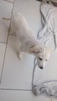 Pipoca
