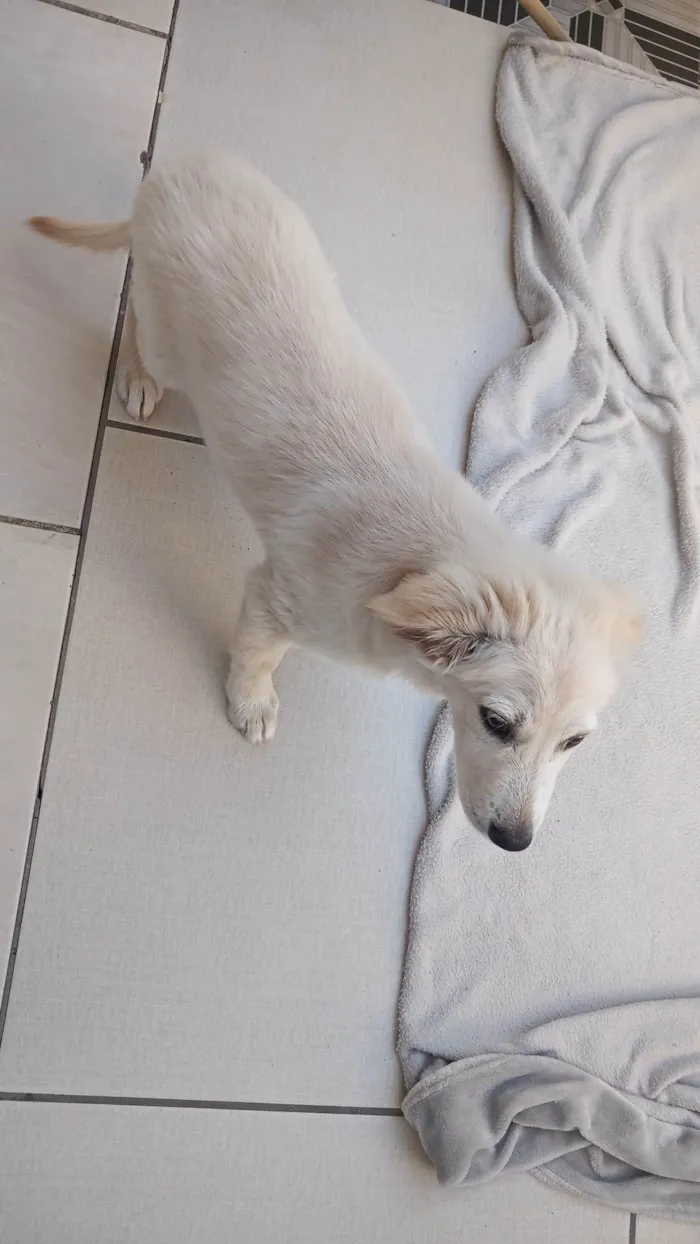 Cachorro raça Vira-lata idade 2 a 6 meses nome Pipoca