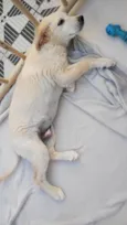 Pipoca