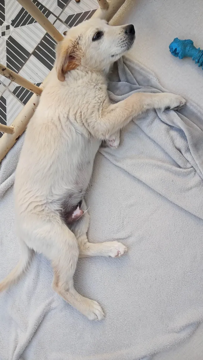 Cachorro raça Vira-lata idade 2 a 6 meses nome Pipoca
