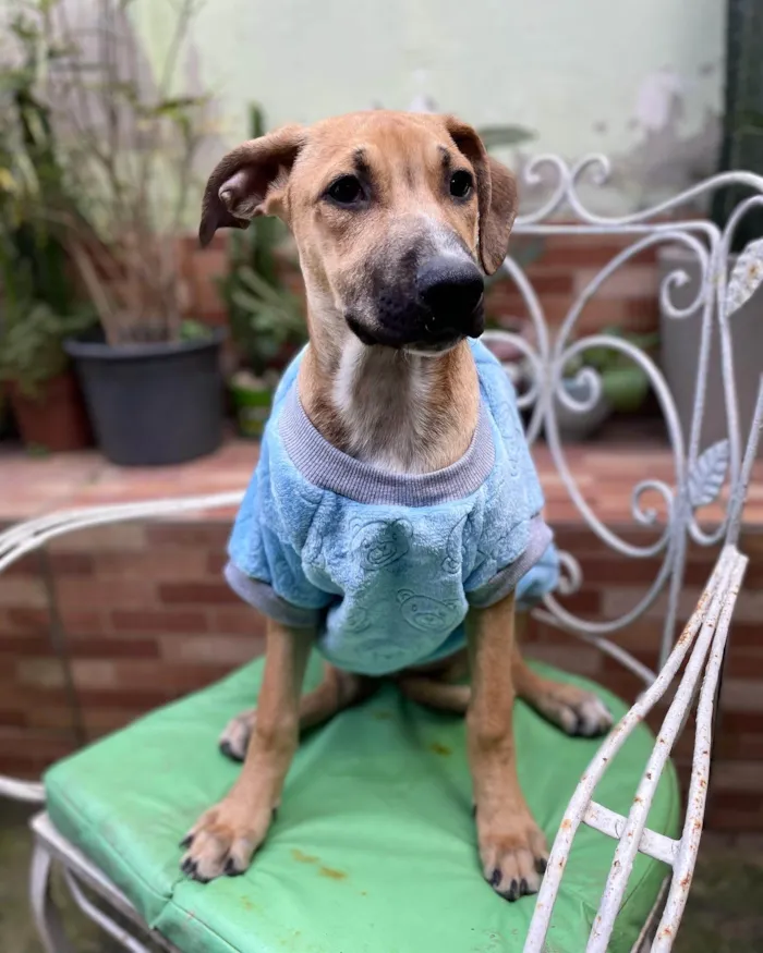 Cachorro raça SRD-ViraLata idade 2 a 6 meses nome Laís 