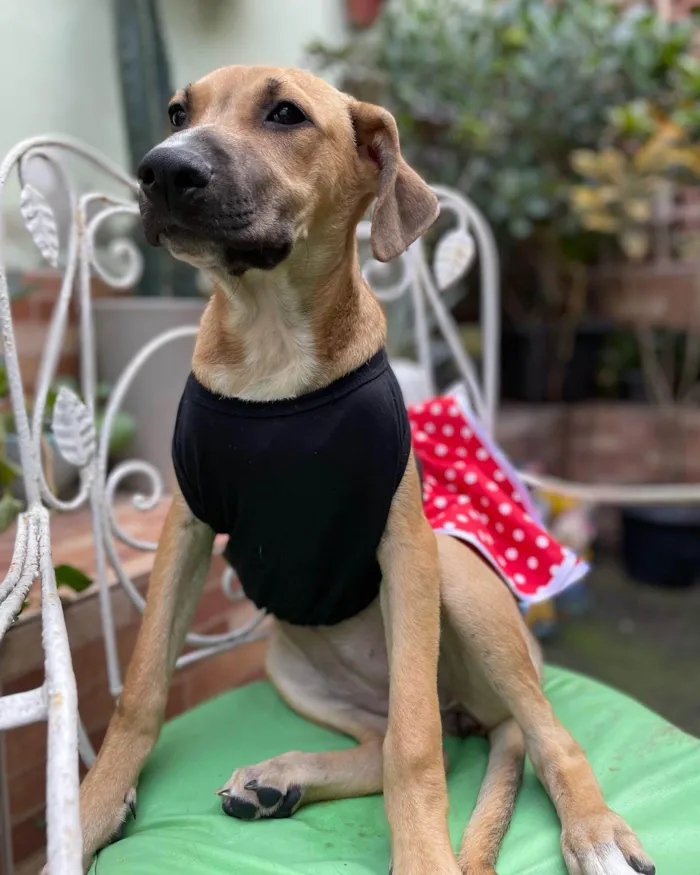 Cachorro raça SRD-ViraLata idade 2 a 6 meses nome Laís 